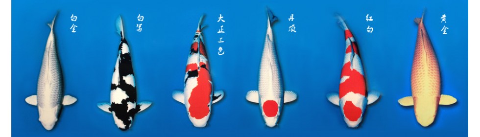 魚魚